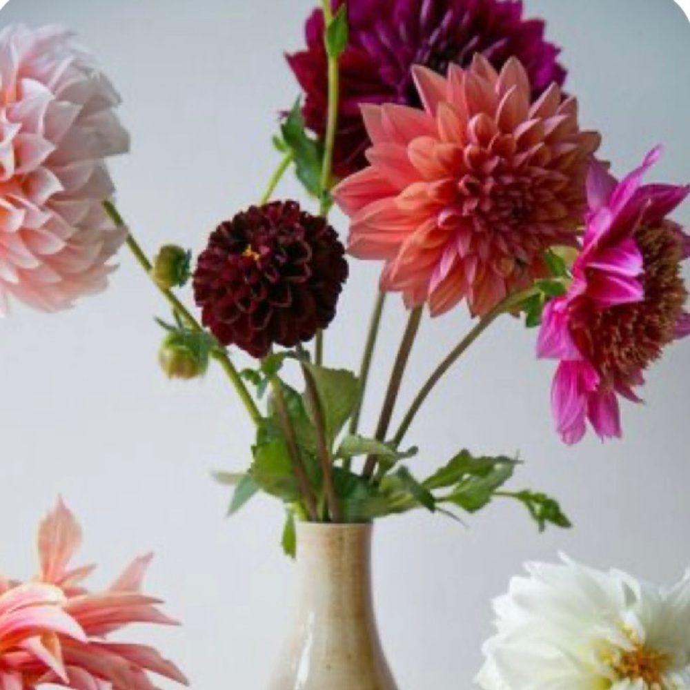 Meet your Posher, Sherry